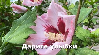 Дарите улыбки. Стих