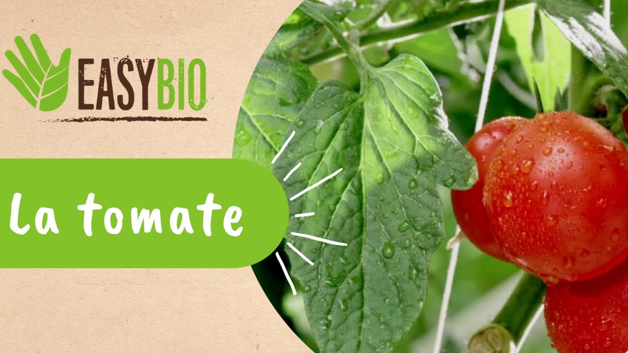 Plants de tomates, les incontournables du potager