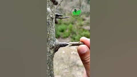 Best grafting techniques 🍏apple tree graft #satisfying #fruits #plants #budding
