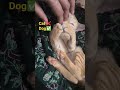#cat #catlove #shorts #viral