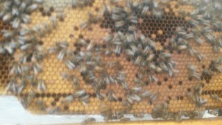 شاهدوا و استمتعوا النحل يستعيد عافيته و الإطارات مليئة بالحضنة / تربية النحل في بومرداس الجزائر