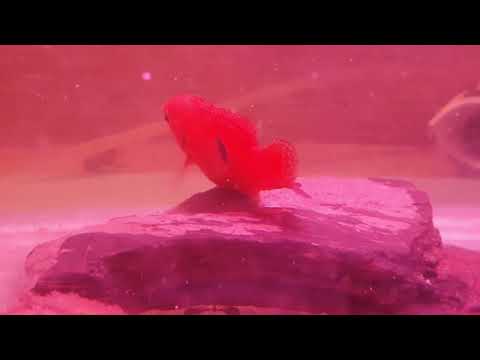 تفريخ الجويل سيكليد