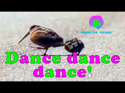 Dancing BIRDS!  American woodcock with its chickens.