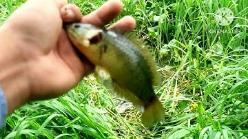 Câu cá rô đồng con kênh đầy cỏ @chuachactv