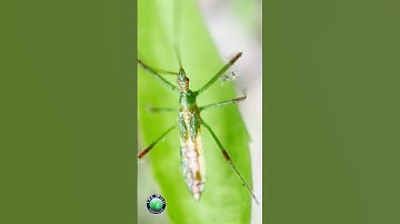 Michigans assassin bug  #michiganwildlife #wildlife #assassinbug #insectsoftheworld