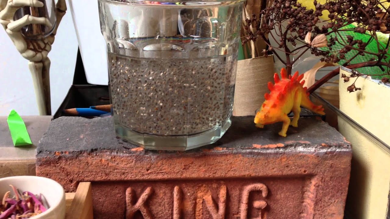 Chia Seeds & Dinosaur Persian Food Blog YouTube