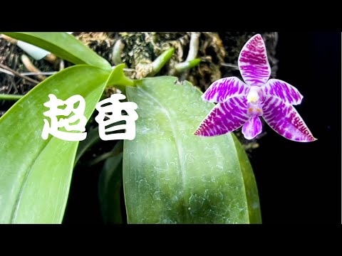 洋蘭 原種胡蝶蘭 Phal. lueddemanniana 自然種 高芽 路德蝴蝶蘭