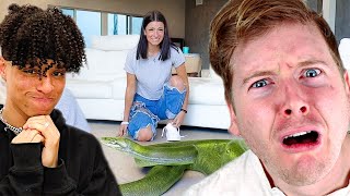 CHARLI \& LARRAY VS 1 GIANT SNAKE (watching alex warren for the first time)