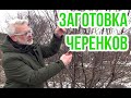 Правила заготовки и хранения черенков для прививок / Игорь Билевич