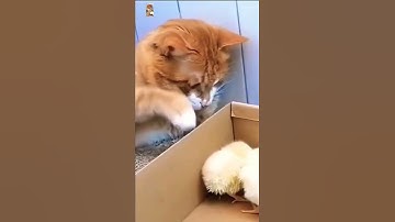 Những khoảnh khắc đáng yêu của thú cưng#Shorts