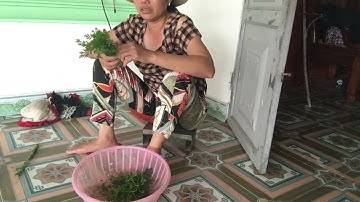 Galois Representations and Langlands Program Algebraic Geometry