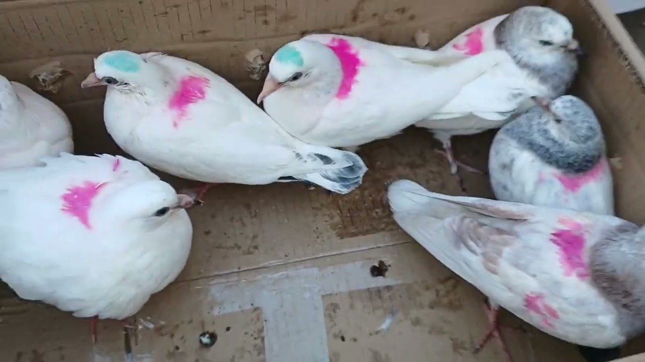 Sale 7 baby pigeon (jaiveer sahota. Amritshar ਤਰਨਤਾਰਨ)(sahil sahota pigeon sellar 98773 27944 