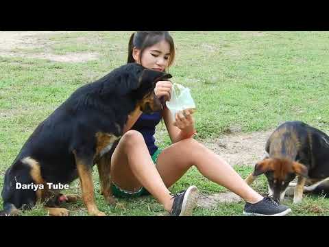 Dariya Playing With Her Lovely German Shepherd Dogs