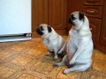 Pug.Dance and circuc.avi