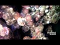 Feeding corals and fishes with brine shrimp