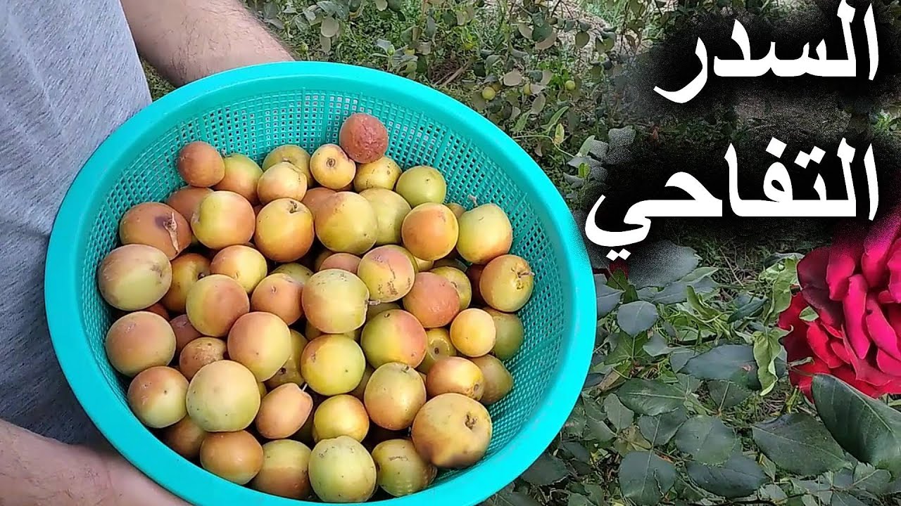 السدر التفاحي معلومات عامة والرد على الاسئلة