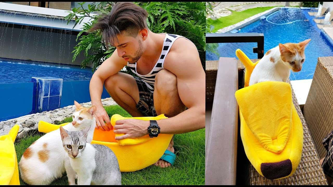 cats swimming memes CAT'S HILARIOUS Reaction to SWIMMING POOL! 🤔 (FIRST TIME)