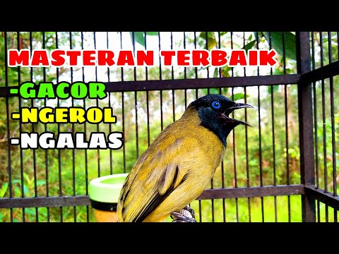 PANCINGAN KUTILANG SUTRA GACOR @AnakDesaKicau