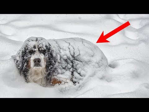 Die Leute fanden einen Hund im Schnee und entdeckten mit Entsetzen, was sie unter sich versteckte!