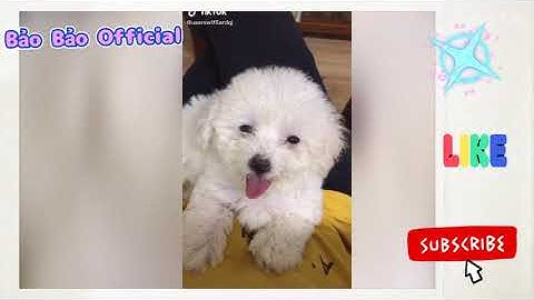 Đại Ngáo Husky tuyển tập những pha xử lý cồng kềnh, hài hước|Bảo Bảo Official, #1