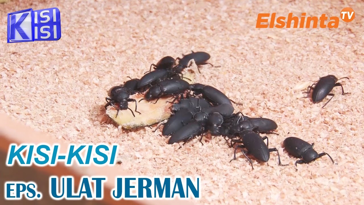 [KISI-KISI] Budidaya Ulat Jerman