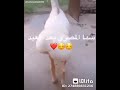 شكل سما المصري بعد العيد شكل سما المصري بعد العيد
