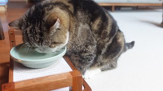 水飲み台を気に入ったまるさん。-Maru really liked the water stand.-