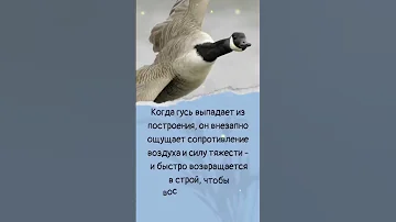 Почему гуси летят клином?