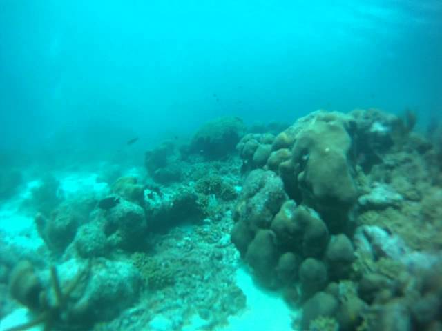 Bonaire: School Of Blue Tangs