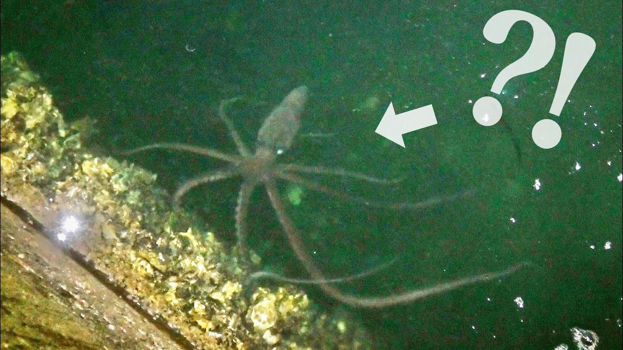 海で生き物を捕まえる！まじで悲しくなった日…