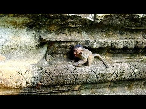baby monkey crying for milk Carlino cried shake body when see not group member | Carlino lose friends stay alone