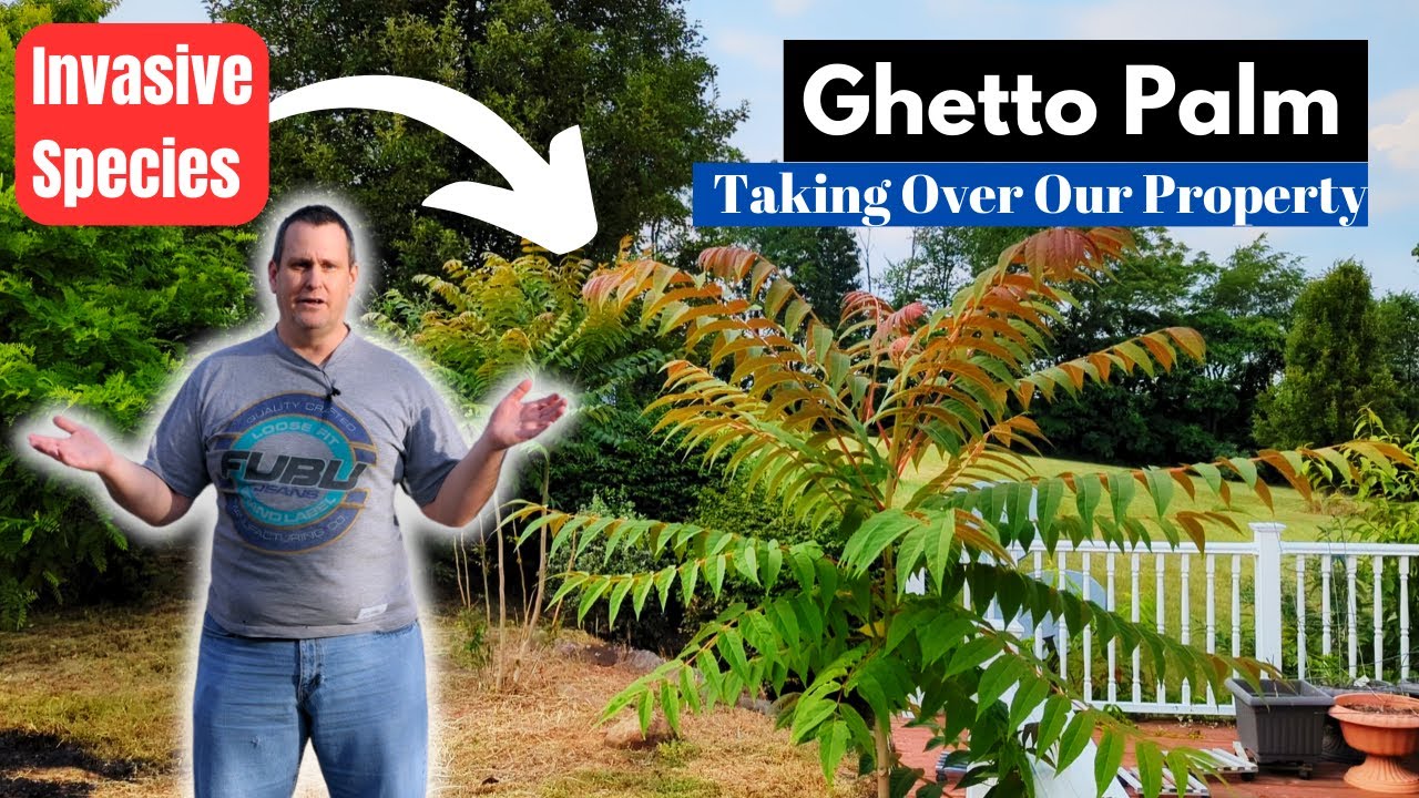 tree-of-heaven-invasion-the-ghetto-palm-invasive-species-is-taking