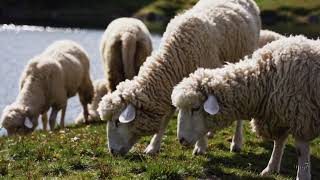 Ruhevolle Schweizer Berglandschaft Mit Schafen Ki-Generiertes Naturvideo