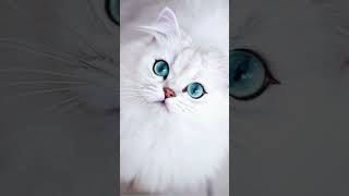 تفسير رؤية القطه البيضاء في الحلم