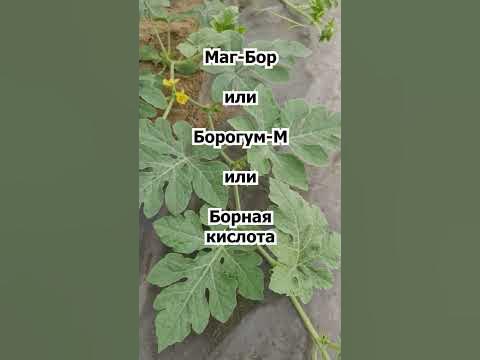 Основные ПОДКОРМКИ АРБУЗОВ 🍉 #shorts КОГДА и ЧЕМ кормить?! - YouTube