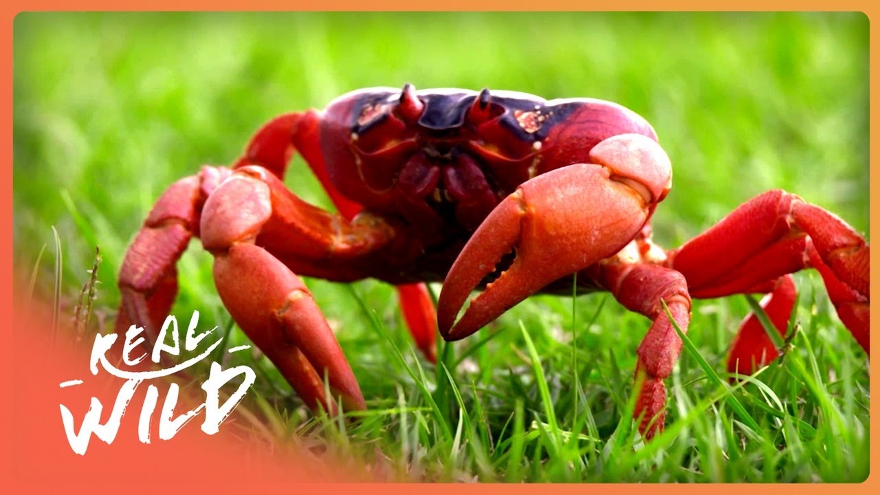 Robber Crab vs Yellow Crazy Ants: Christmas Island's Fight to Save a Giant