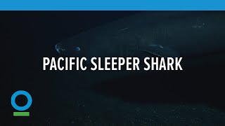 Pacific Sleeper Shark