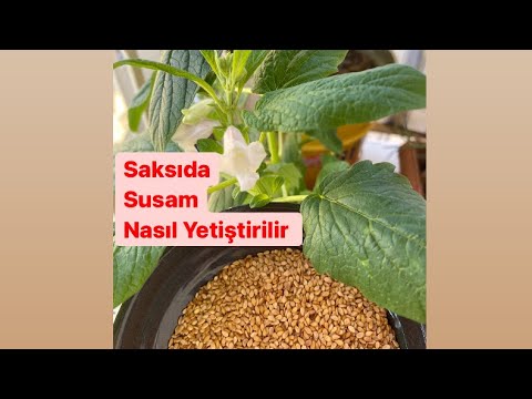 Video: Tohumdan Susam Yetiştirme – Bahçeye Susam Nasıl Ekilir