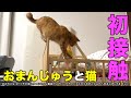 トラ吉がおまんじゅうちゃんの寝床に遊びに行きました！