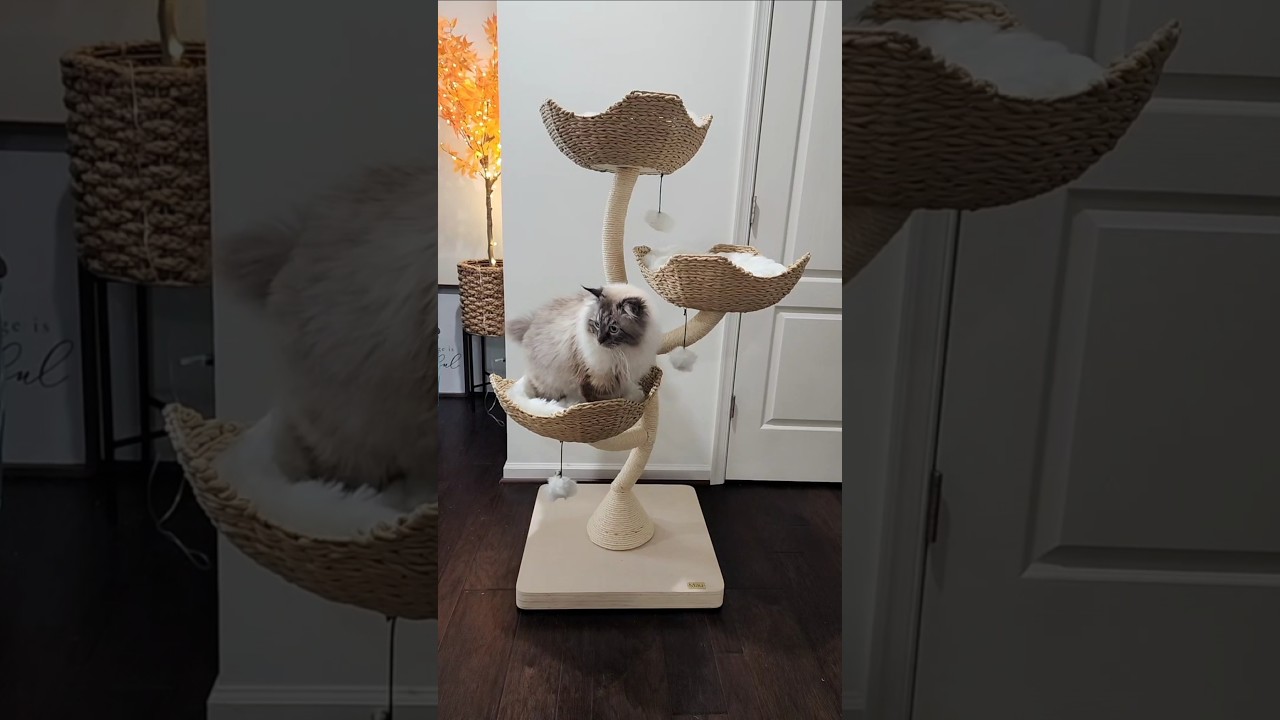 Кошачий домик Mau Ivy 3: распаковка и обзор.