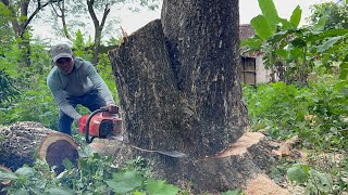 Cut down 2 trembesi trees in the garden.