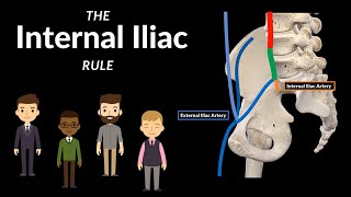 How to remember the Internal Iliac Artery Branches (The 2+4+4 rule) | Anatomy