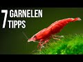 7 Tipps für Garnelen im Aquarium (4k Video)