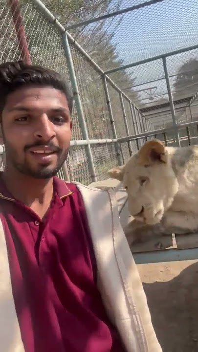 Rani KY Sath masti #tiger #lion #animals