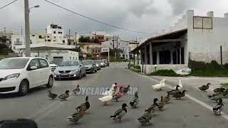 Πάπιες πήραν τους δρόμους στη Σύρο!