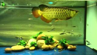 Arowana Vietnam 2014