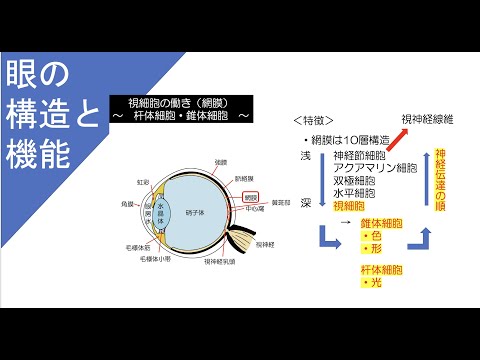 【眼の構造と機能についてわかりやすく解説】解剖学・生理学