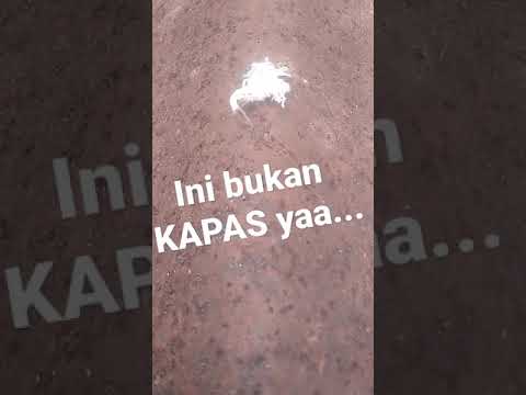 Video: Serangga apa yang membahayakan tanaman kapas?