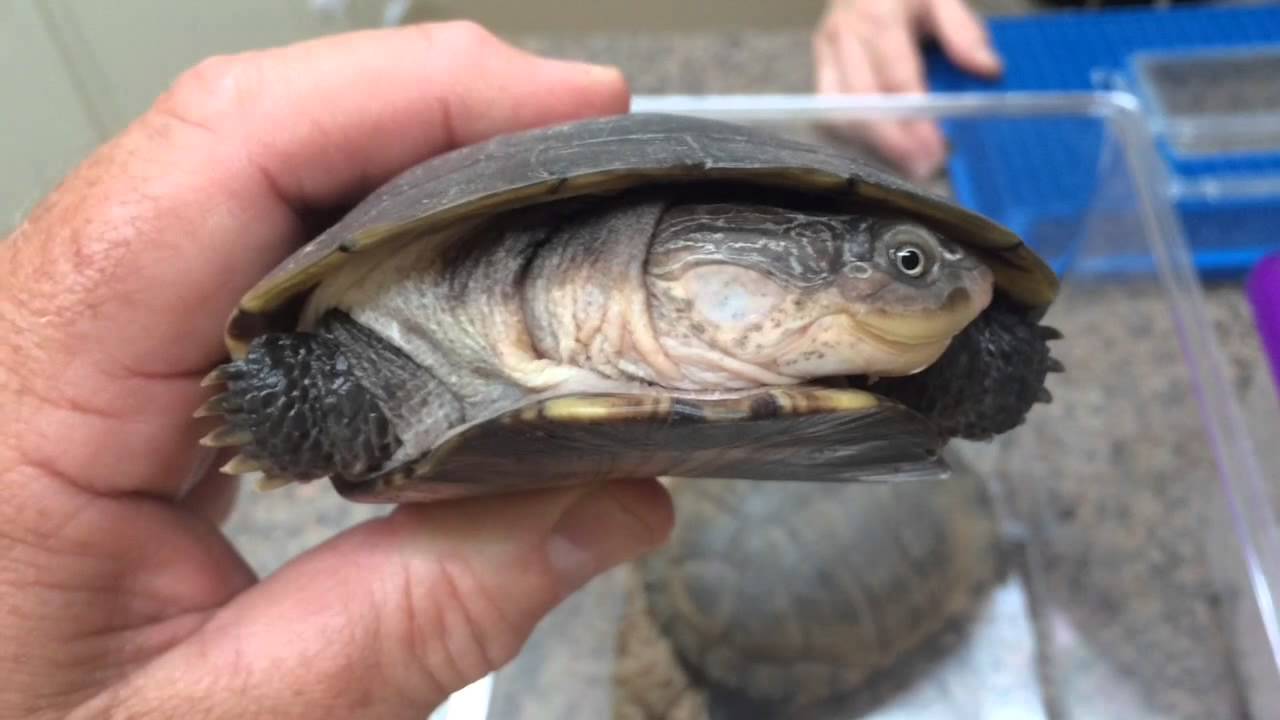 Pet Store Telemedicine Case Rechecking Two Side Necked Turtles - YouTube