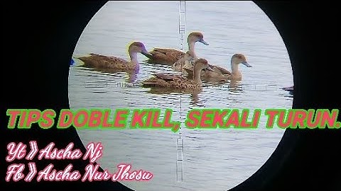 Tips Nyanggong Belibis - Berburu Belibis Doble Poin